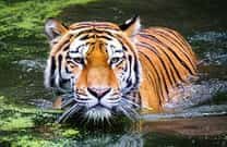 Jungle Resorts in Kabini