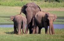 Luxury resorts in masinagudi