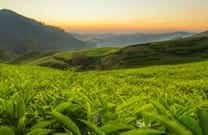 Best Cottages in Ooty